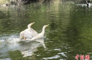梦见洗手吉林：罕见白鸬鹚连续两年“故地重游”