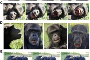 梦见洗手国际最新研究：机器人“打哈欠” 黑猩猩被传染
