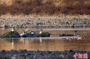 梦见洗手歙县完成安徽首个县域生物多样性调查 共记录物种近4千种